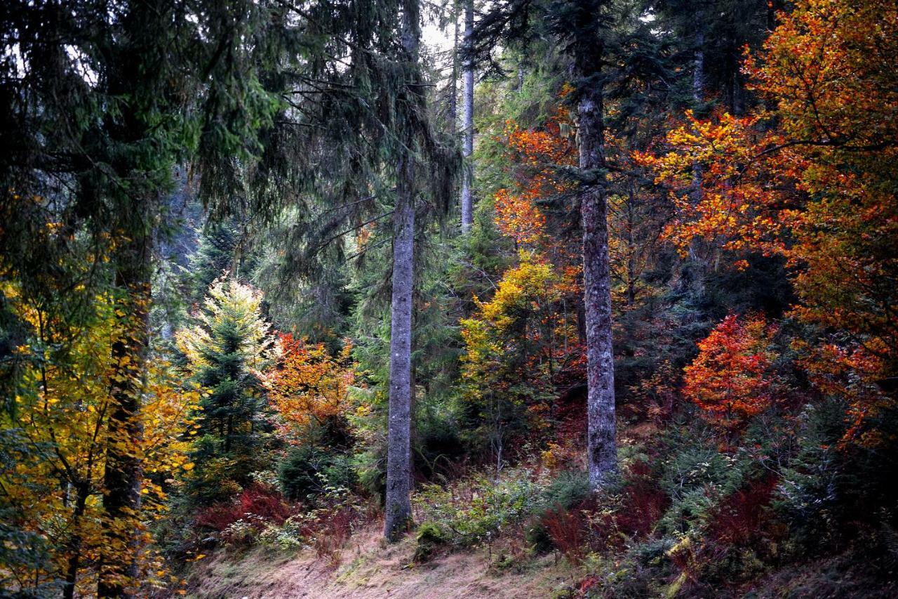 C3 Albmatte-Fewo Sauna, Hallenbad Aussenbecken Massagen Nebenan Sankt Blasien Exteriör bild