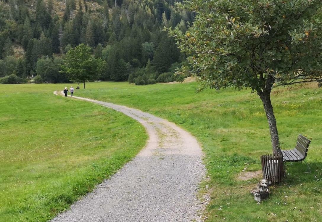 C3 Albmatte-Fewo Sauna, Hallenbad Aussenbecken Massagen Nebenan Sankt Blasien Exteriör bild