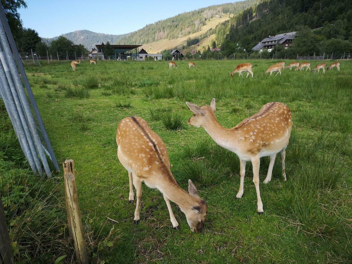 C3 Albmatte-Fewo Sauna, Hallenbad Aussenbecken Massagen Nebenan Sankt Blasien Exteriör bild